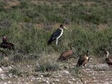 18 ETOSHA056.jpg