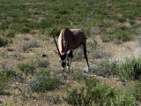 18 ETOSHA059.jpg