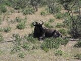 18 ETOSHA060.jpg