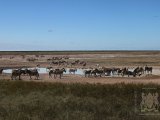 18 ETOSHA061.jpg