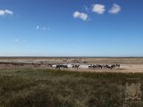 18 ETOSHA062.jpg