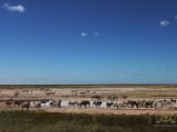 18 ETOSHA063.jpg