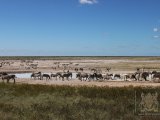 18 ETOSHA065.jpg