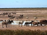 18 ETOSHA066.jpg