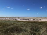 18 ETOSHA067.jpg