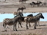 18 ETOSHA068.jpg