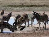 18 ETOSHA069.jpg