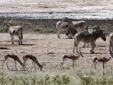 18 ETOSHA070.jpg