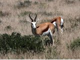 18 ETOSHA072.jpg