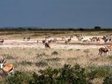 18 ETOSHA073.jpg