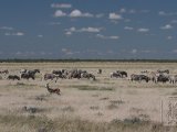 18 ETOSHA074.jpg