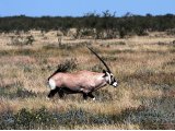 18 ETOSHA076.jpg