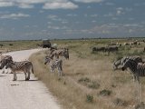 18 ETOSHA079.jpg