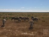 18 ETOSHA080.jpg