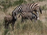 18 ETOSHA081.jpg