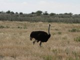 18 ETOSHA082.jpg