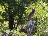 18 ETOSHA083.jpg