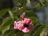 18 ETOSHA085.jpg