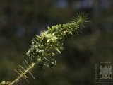 18 ETOSHA090.jpg