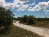 18 ETOSHA092.jpg