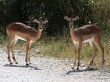 18 ETOSHA096.jpg