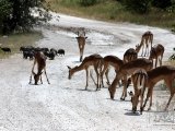 18 ETOSHA097.jpg