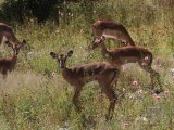 18 ETOSHA098.jpg