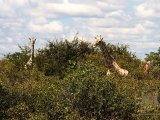 18 ETOSHA099.jpg