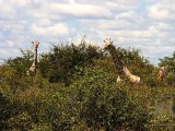 18 ETOSHA099.jpg