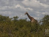 18 ETOSHA100.jpg