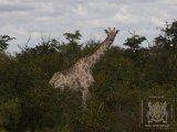 18 ETOSHA101.jpg