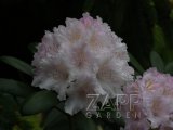 IMG_7832.jpg