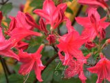 IMG_7962.jpg