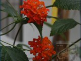IMG_6261.jpg