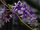 IMG_6765.jpg