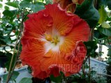 HOT PAPRIKA 01-001.jpg