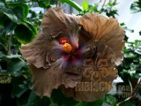 WALLFLOWER 04-001.jpg