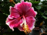 COSMIC PINK 01-001.jpg