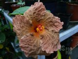 TOPAZ GLORY 07-001.jpg